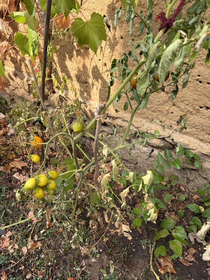 Pied de tomates contre un mur en pisé : le feuillage est desséché et recroquevillé, des grappes de petites tomates jaunes n'ont pas mûri, la terre autour est nue et couverte de feuilles mortes.